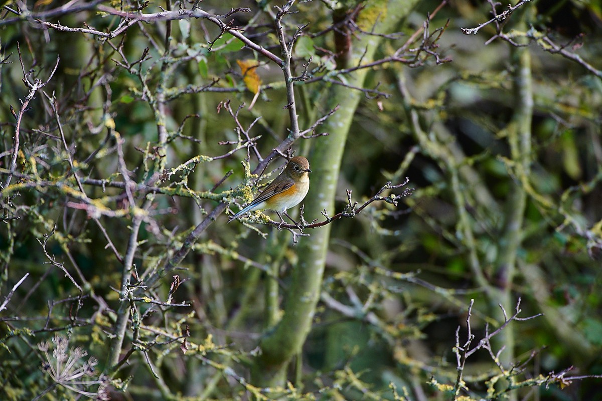 Red-flanked Bluetail - Holme 15/10/22