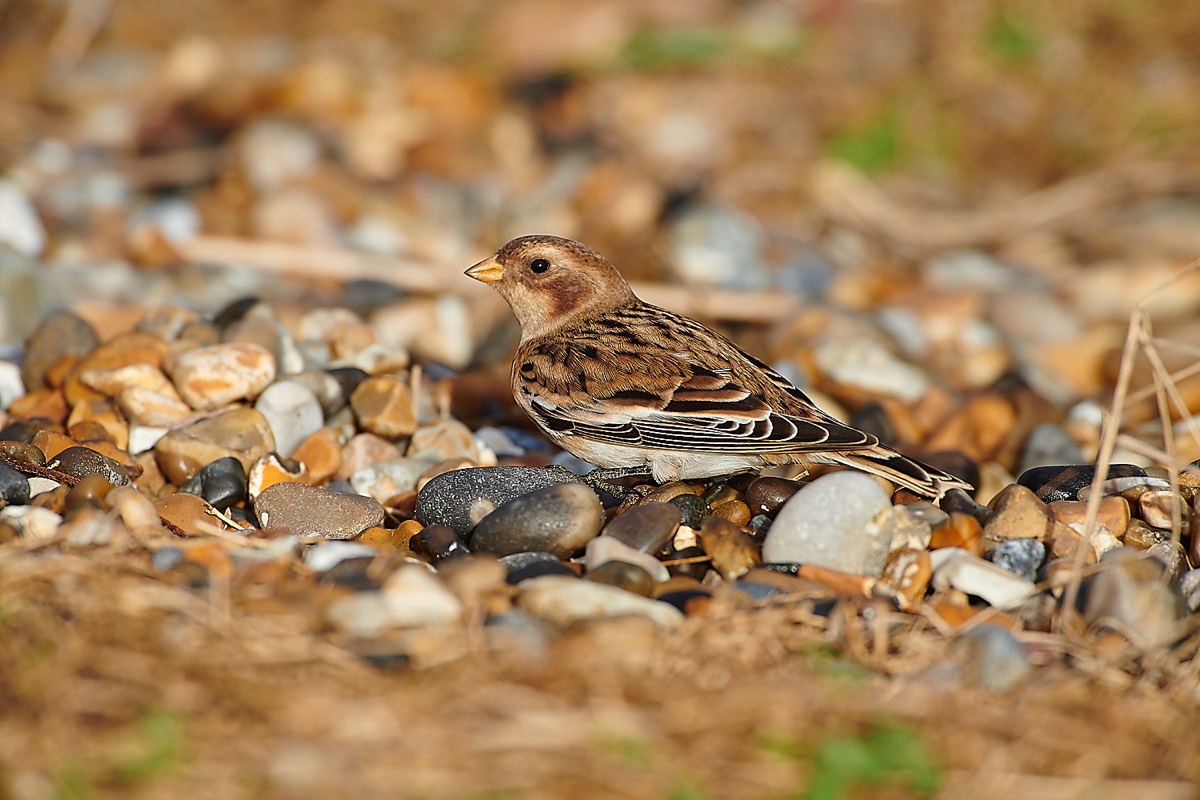 Snow Bunting - Cley 01/11/22