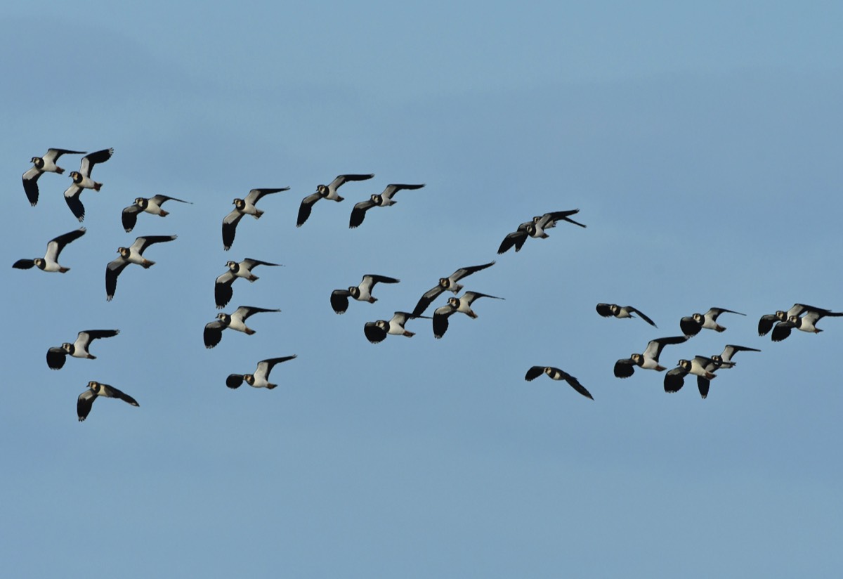 Lapwing - Cley 01/02/20