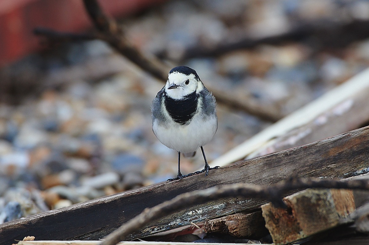 Pied Wagtail - Gramborough Hill  - Cley 18/11/20