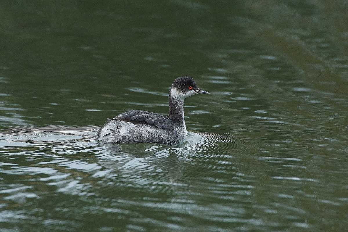 Black-necked Grebe - Holkham Lake 08/01/20