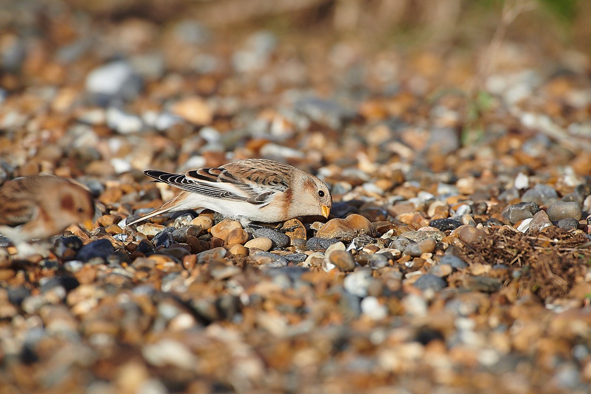 Snow Bunting - Cley 01/11/22