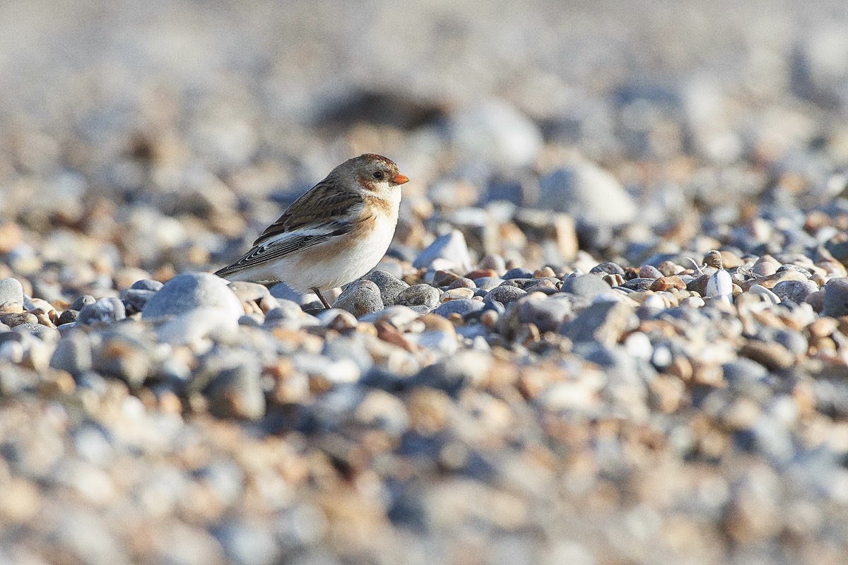 Snow Bunting - Cley 13/01/20