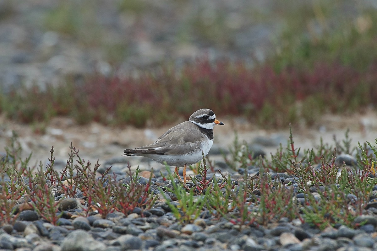 Ringed Plover - Salthouse Pool 14/08/20