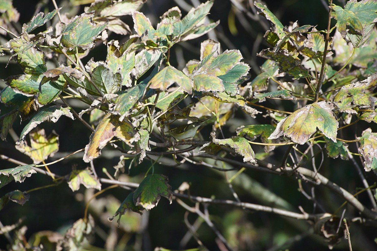 Yellow Browed Warbler - Garden Drove 05/10/20