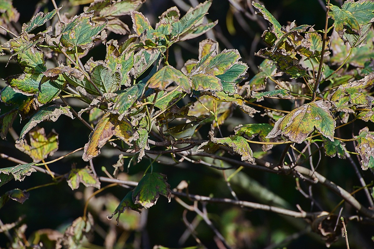 Yellow Browed Warbler - Garden Grove  14/10/22