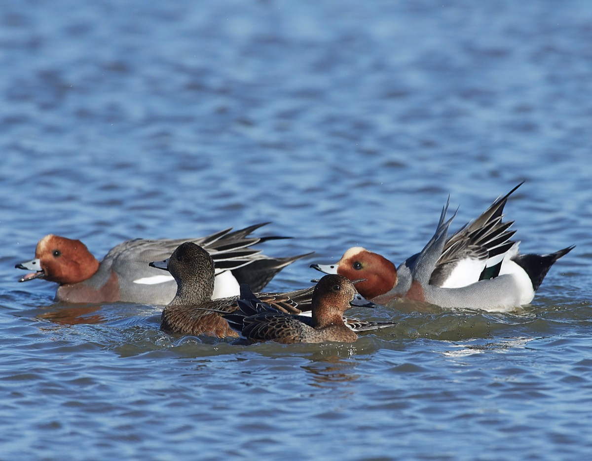 Wigeon - Cley 07/02/20