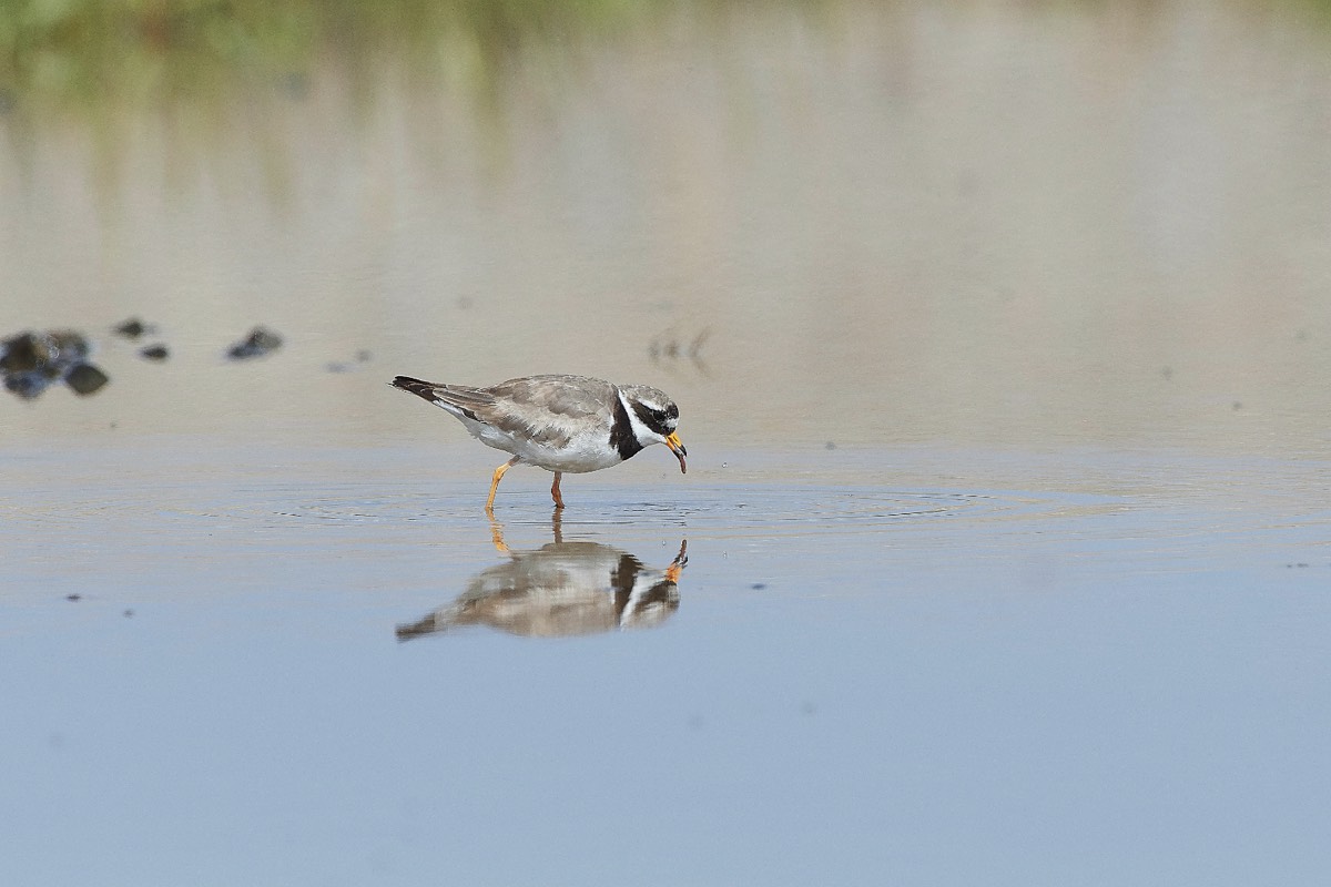 Ringed Plover - Salthouse 30/07/20