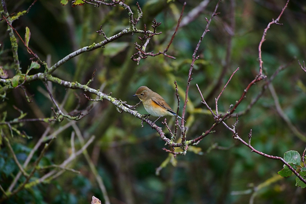 Red-flanked Bluetail - Holme 15/10/22