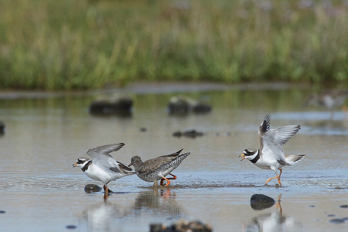 Ringed Plover chasing Redshank - Salthouse 26/07/20