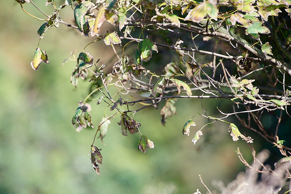 Yellow Browed Warbler - Garden Grove  14/10/22
