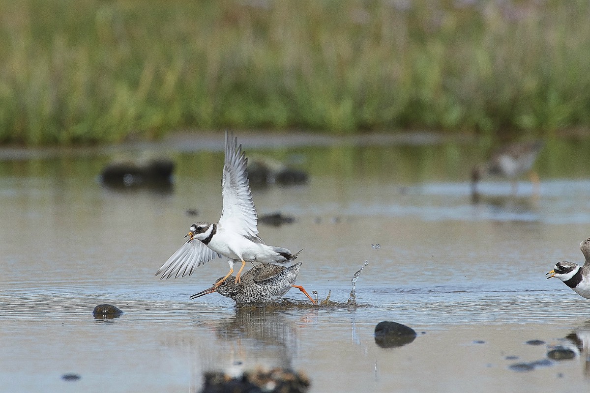 Ringed Plover chasing Redshank - Salthouse 26/07/20