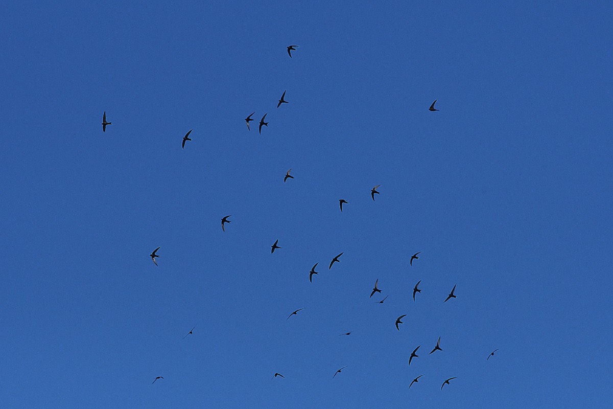 Swifts over Beeston Common 07/08/20