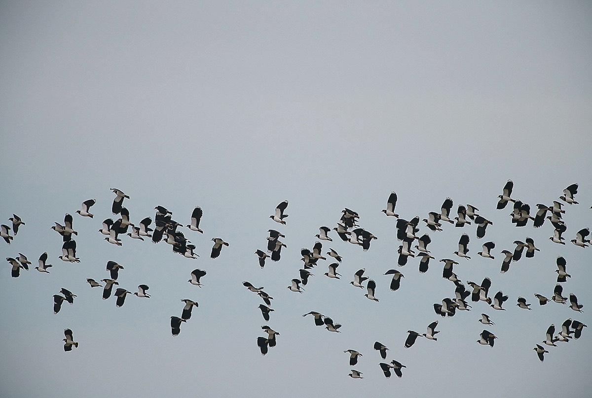 Cley - Lapwing 22/12/20