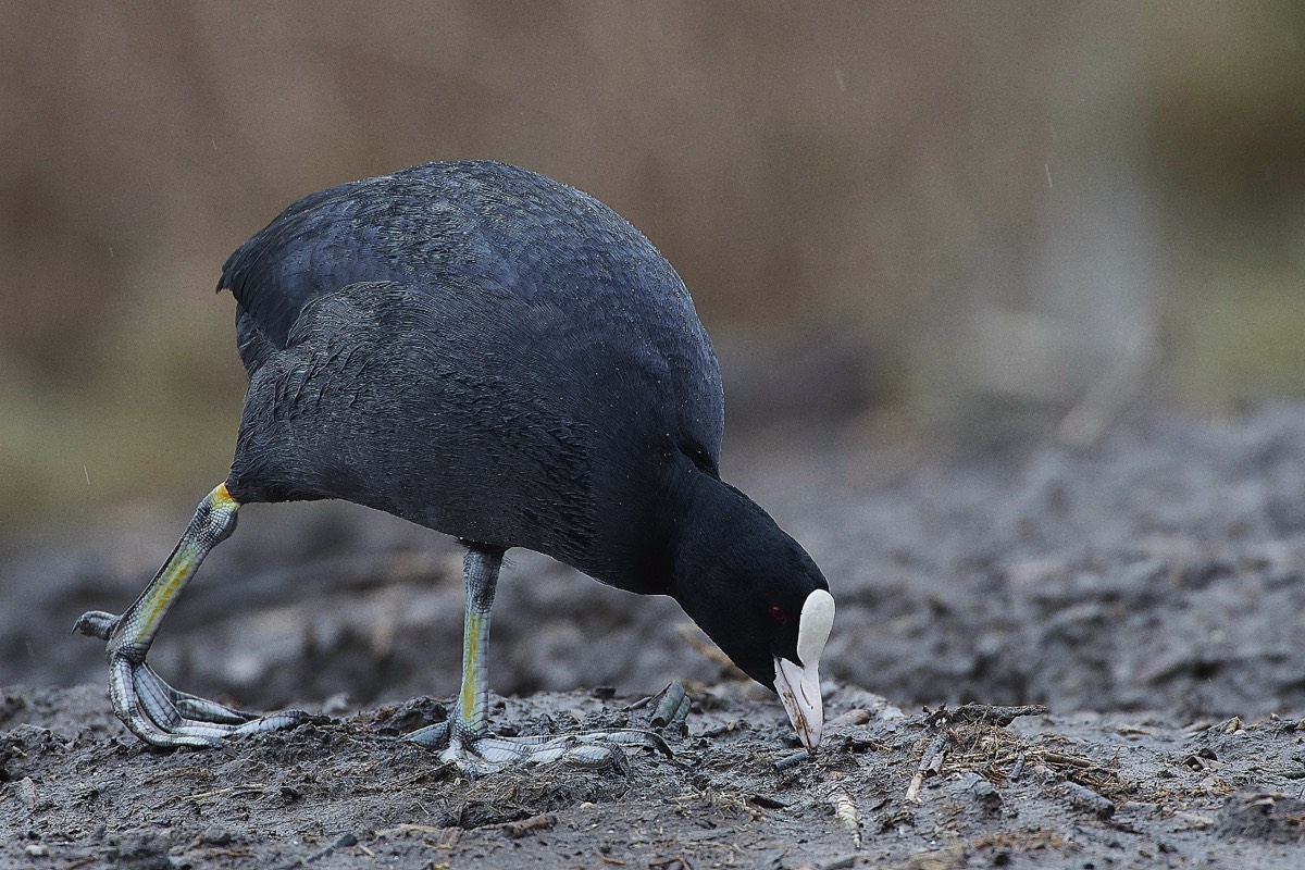 Coot - Cley 13/02/20