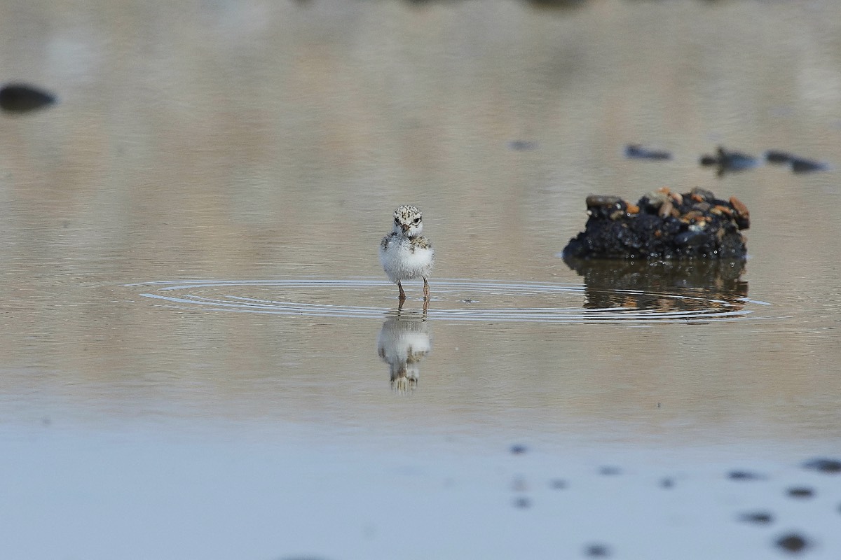 Ringed Plover - Salthouse 30/07/20