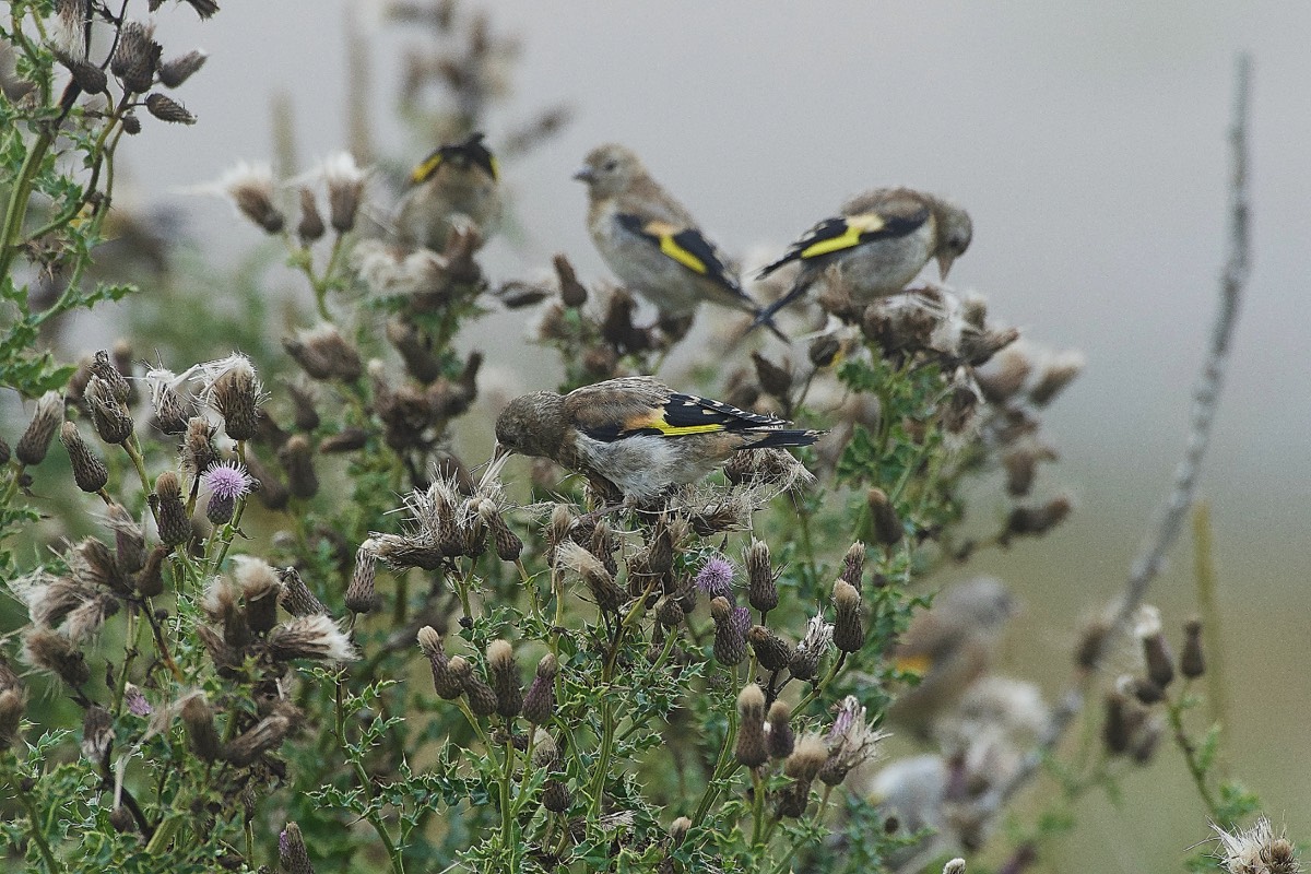 Goldfinches on the thistles - Salthouse Pool 14/08/20