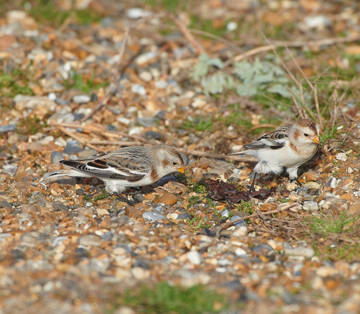 Snow Bunting - Cley 01/12/20