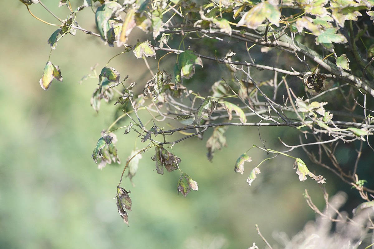 Yellow Browed Warbler - Garden Drove 05/10/20