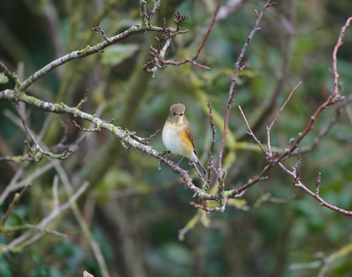 Red-flanked Bluetail Holme 15/10/20