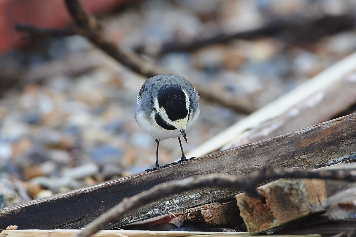Pied Wagtail - Gramborough Hill  - Cley 18/11/20