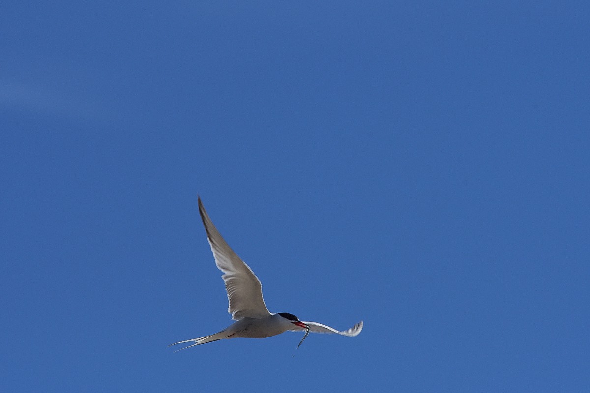 Common Tern - Blakeney Point 1207/20