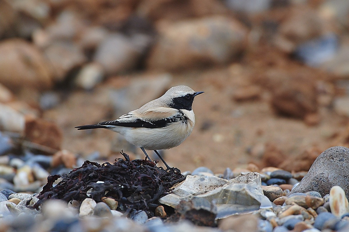 Pied Wagtail - Gramborough Hill  - Cley 15/11/20