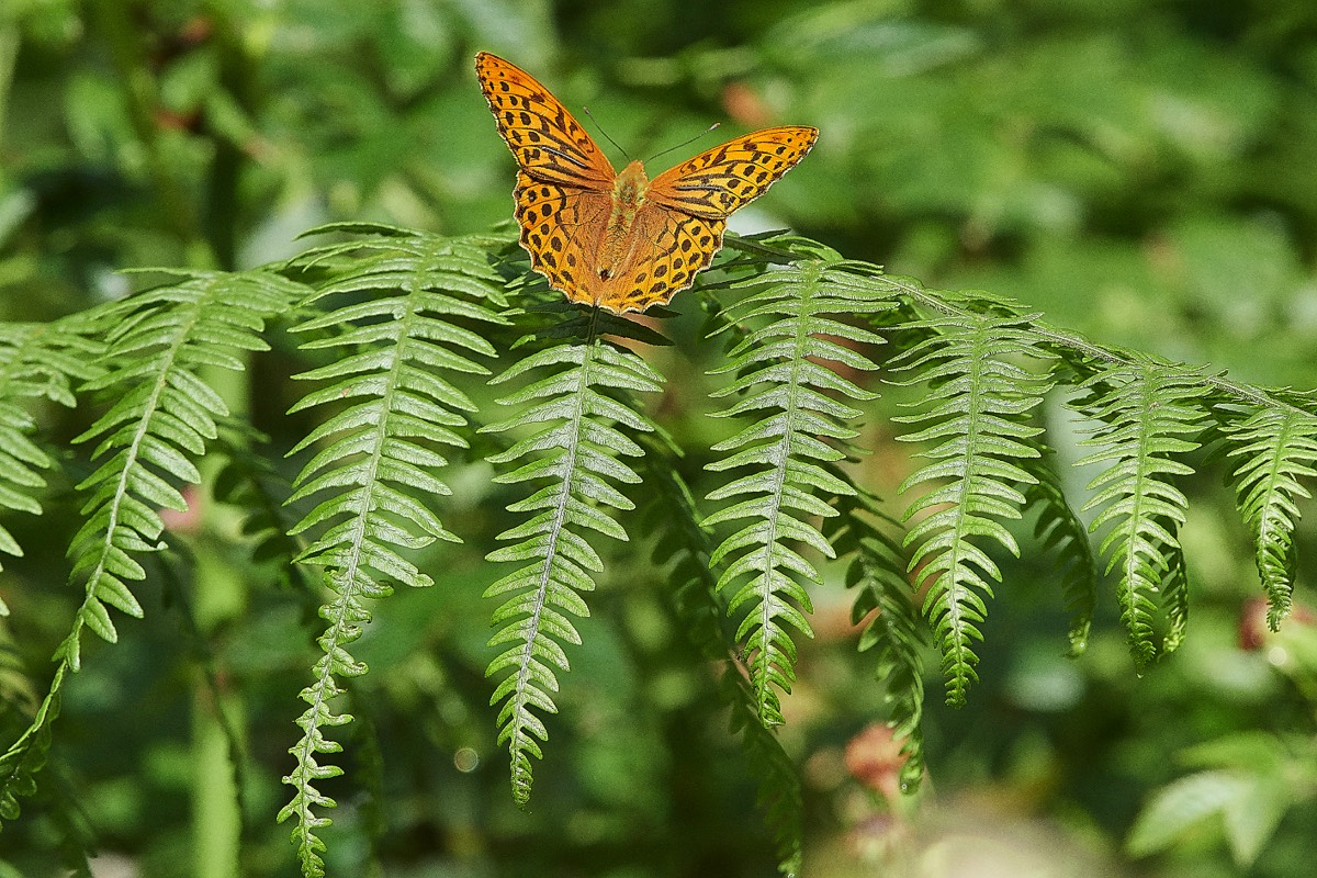 Silver-washed Fritillary - Stonepit Wood 02/07/20