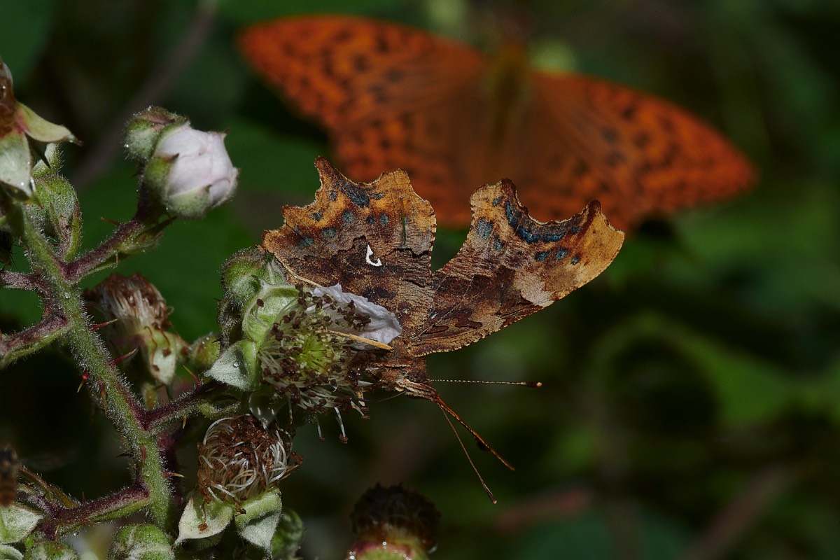 Comma - Stonepit Wood 02/07/20