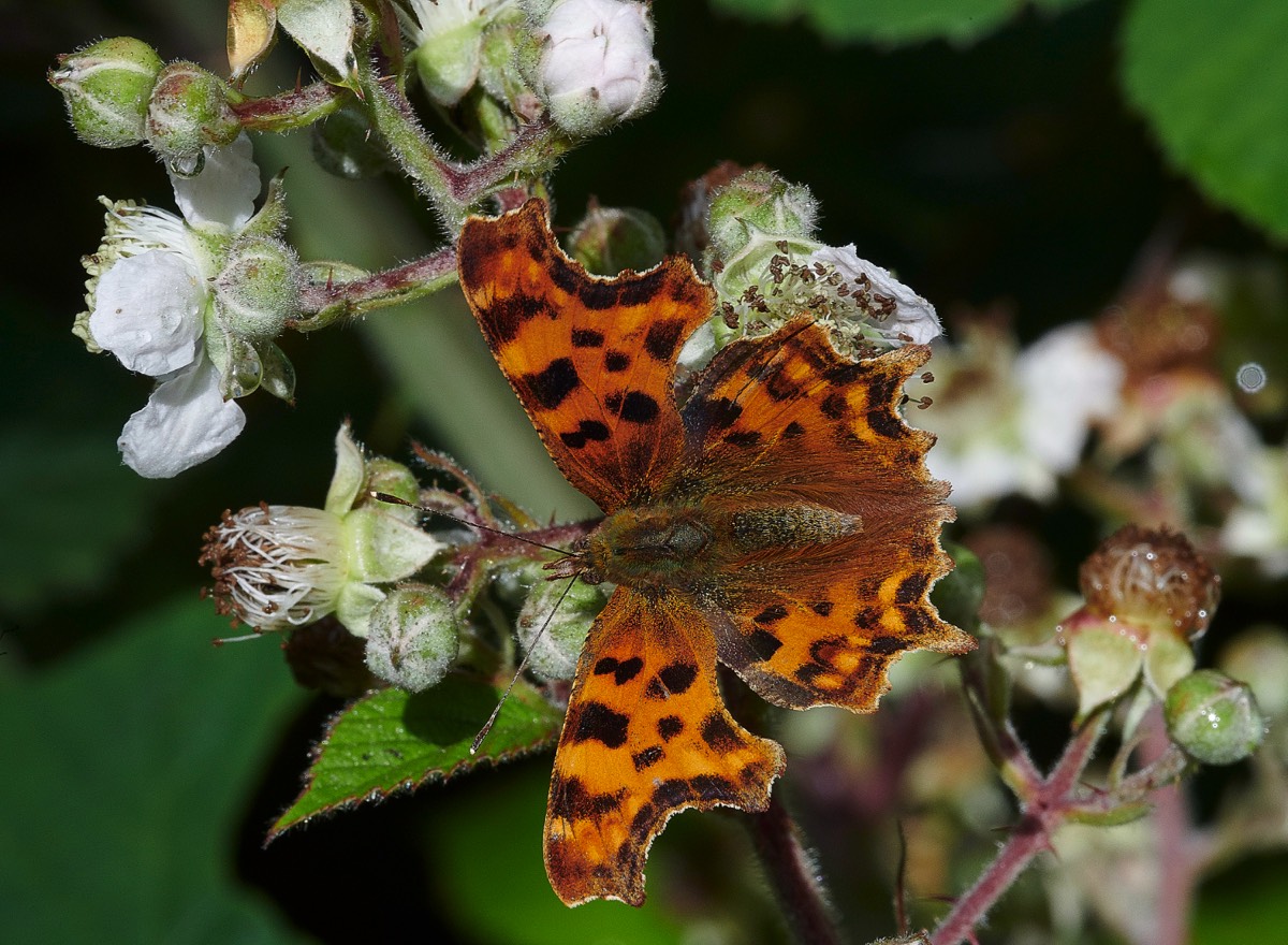 Comma - Stonepit Wood 02/07/20