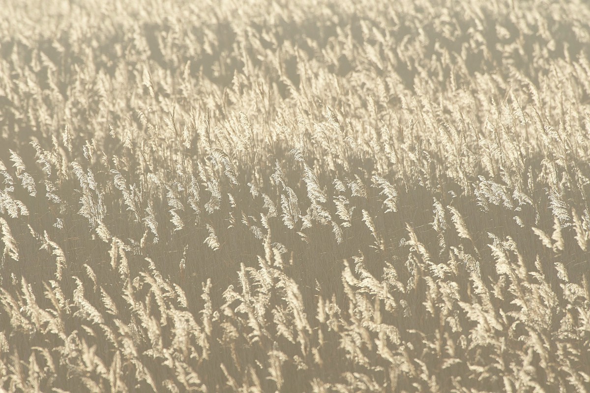 Reeds in the evning light - Minsmere 21/01/20