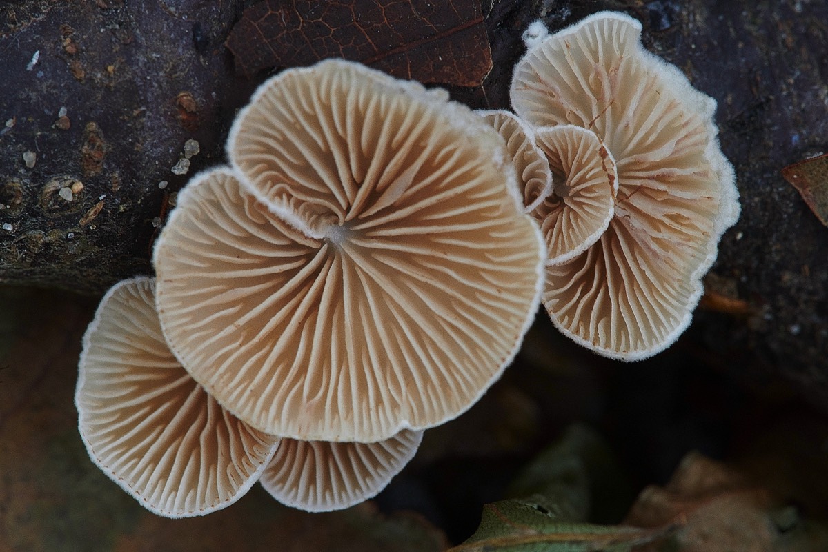 Fungus Sp - Pigney
