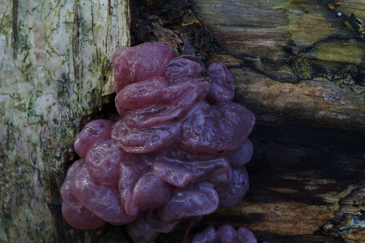 Purple Jelly Disc - Bacton Woods 14/12/20
