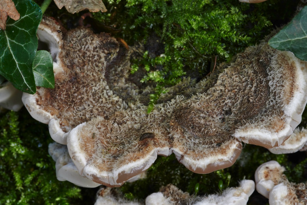 Tripe Fungus - Trowse Woods 26/10/20