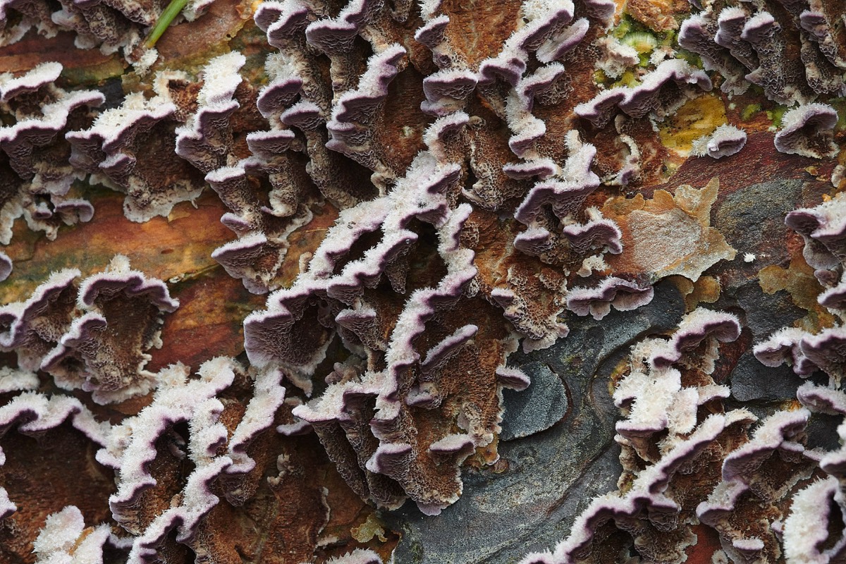 Purple Crust Fungus on Scots Pine - Stonepit Quarry 12/10/20