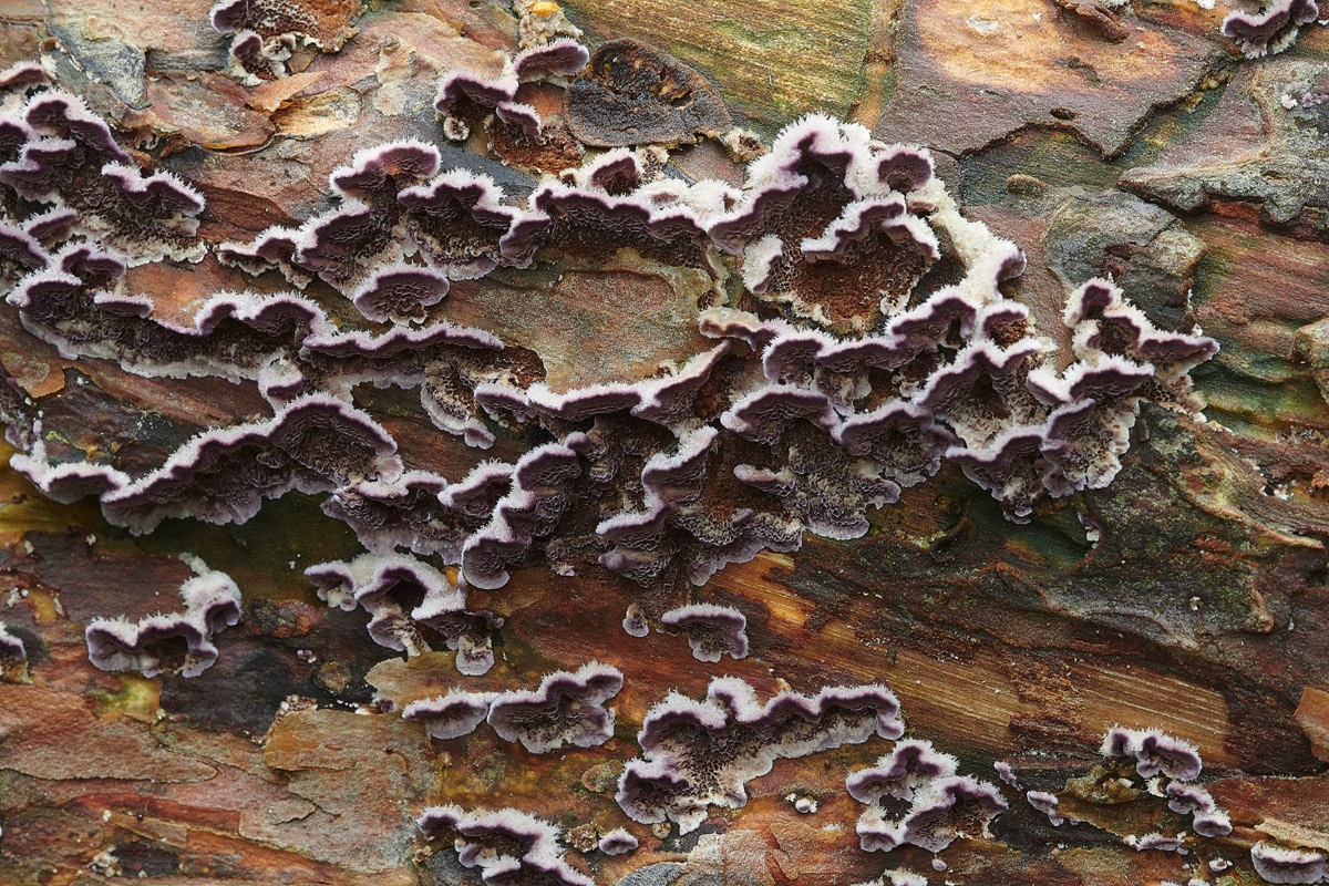 Purple Crust Fungus on Scots Pine - Stonepit Quarry 12/10/20