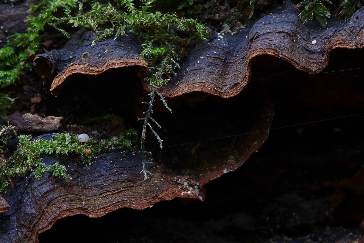 Oak Curtain Crust - Trowse Woods 26/10/20