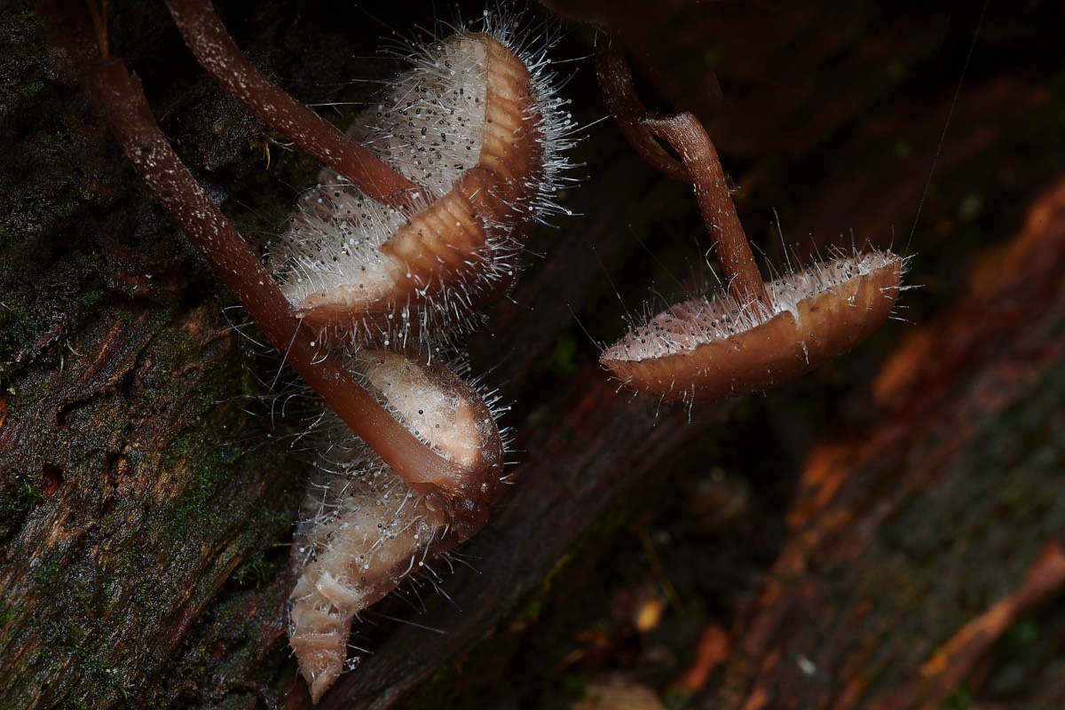 Fungi on Fungi - Trowse Woods 26/10/20