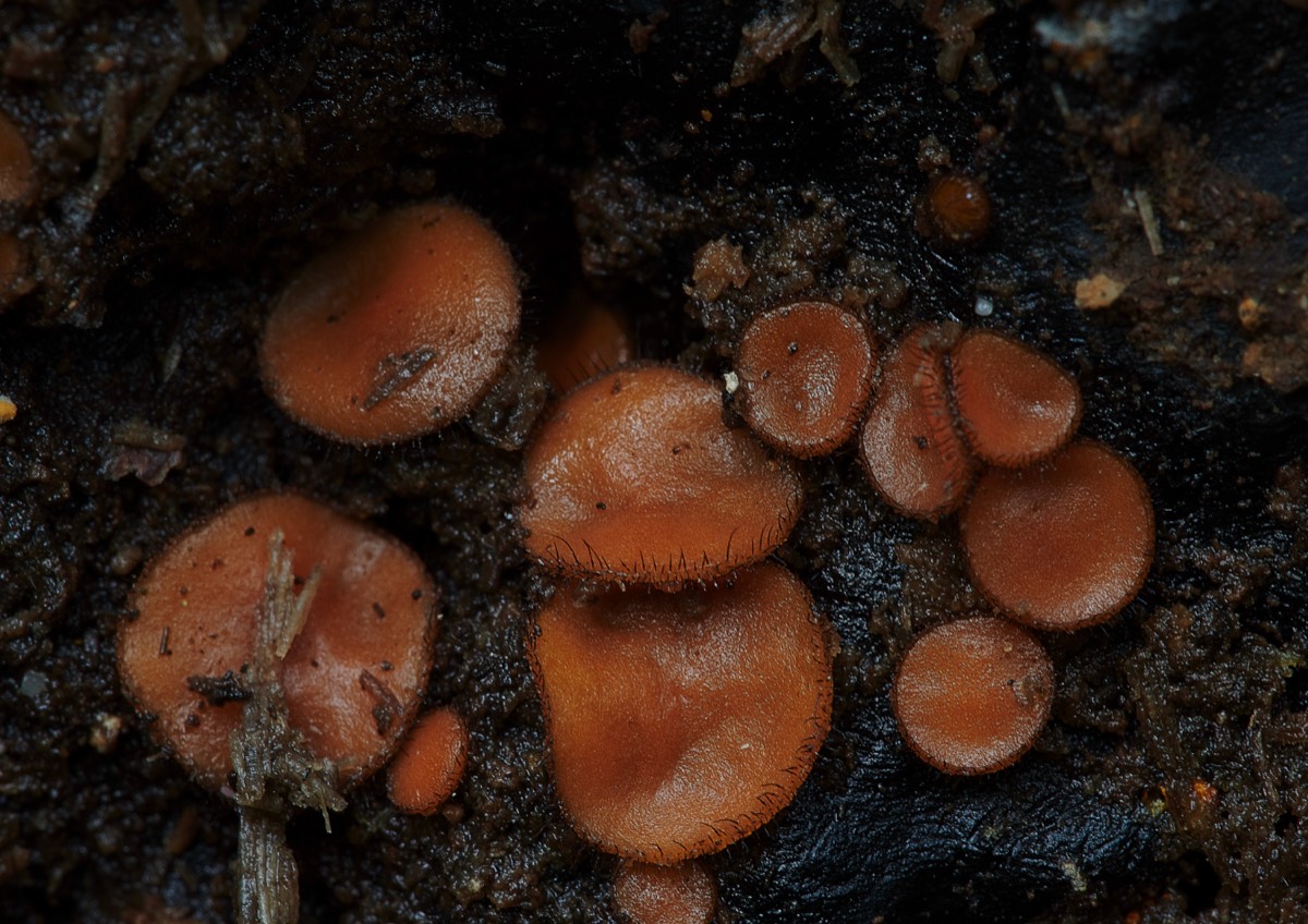 Eyelash Fungus - Trowse Woods 26/10/20