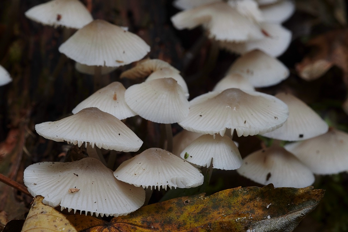 Fungus Sp - Trowse Woods 26/10/20