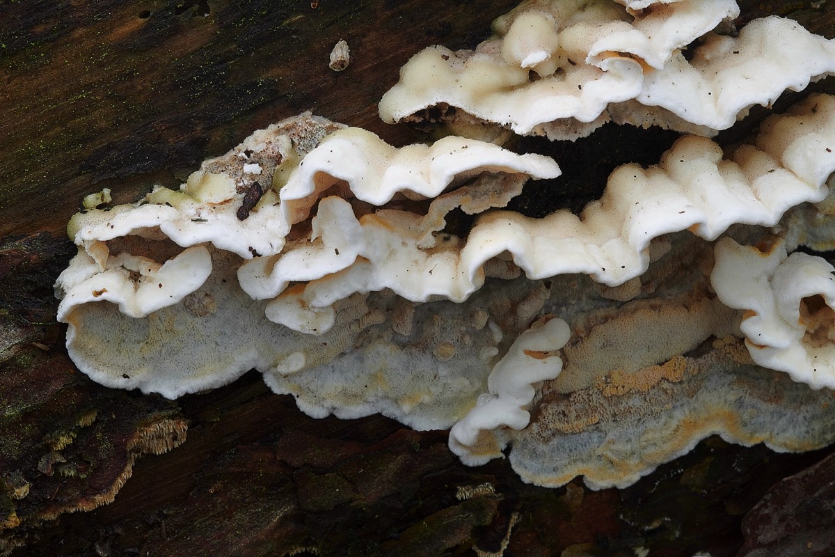 Fungus Sp - Pigney