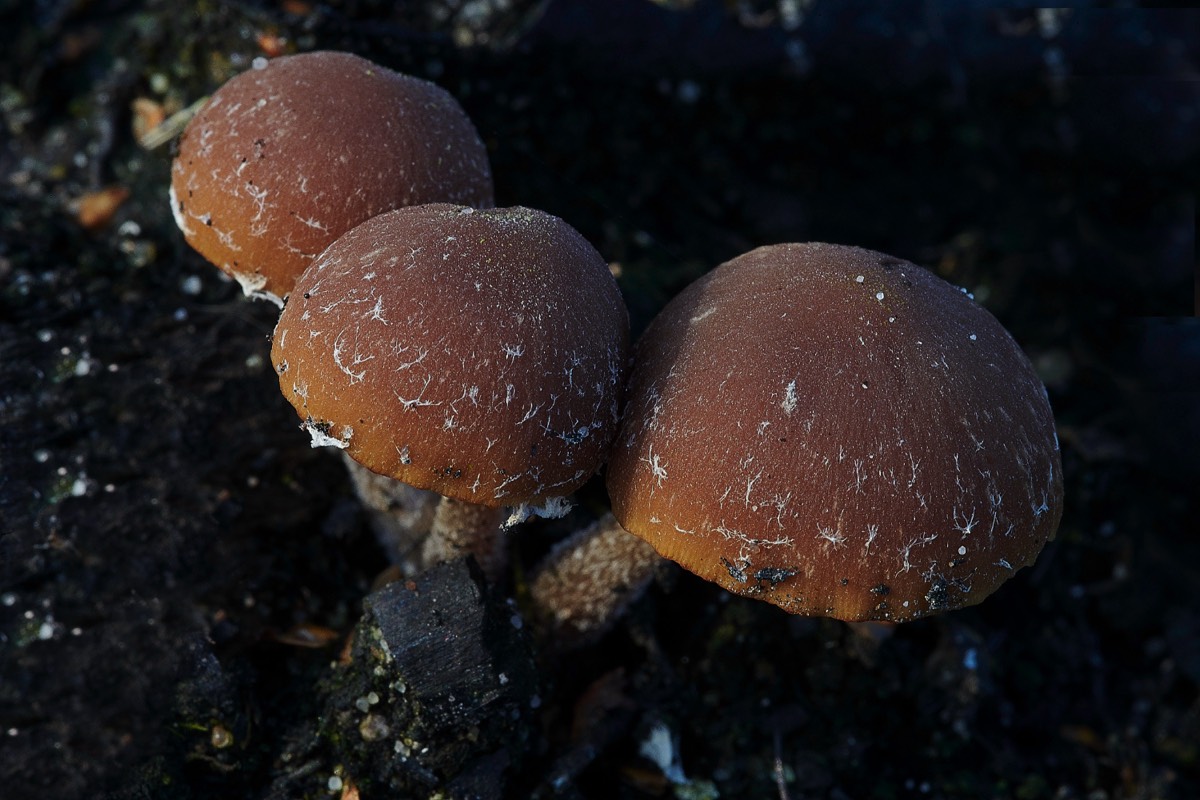 Fungi Sp - Bryant