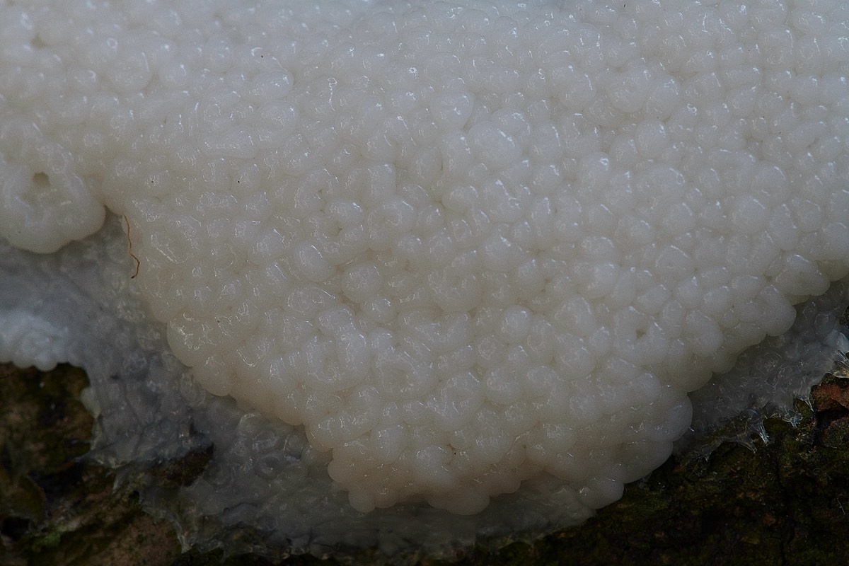 Slime Mold - Little Plumstead 03/11/20