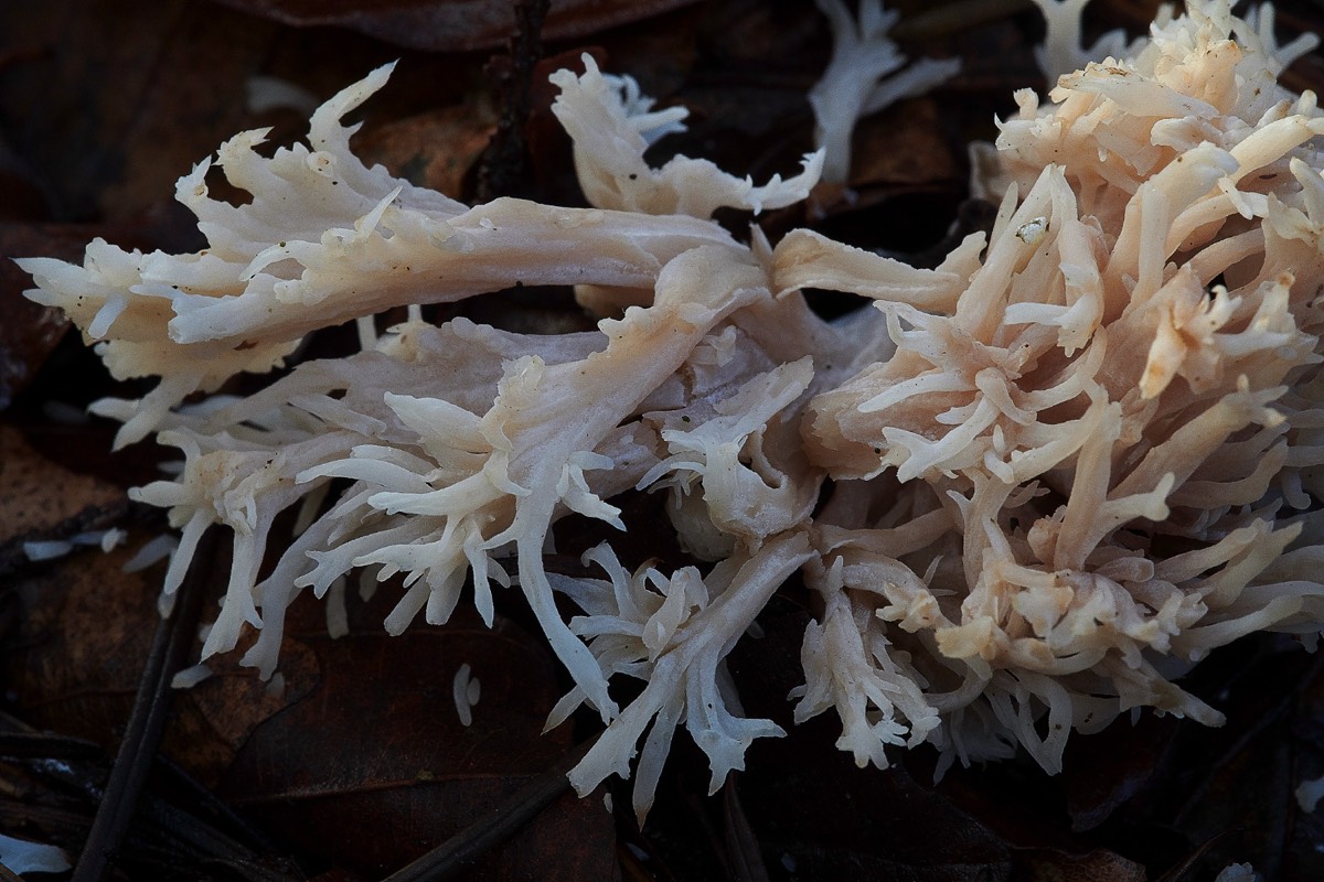Crested Coral - Bacton Woods 14/12/20