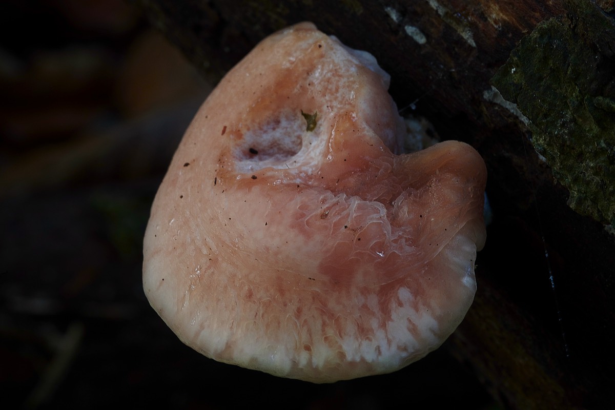 Wrinkled Peach - Trowse Woods 26/10/20