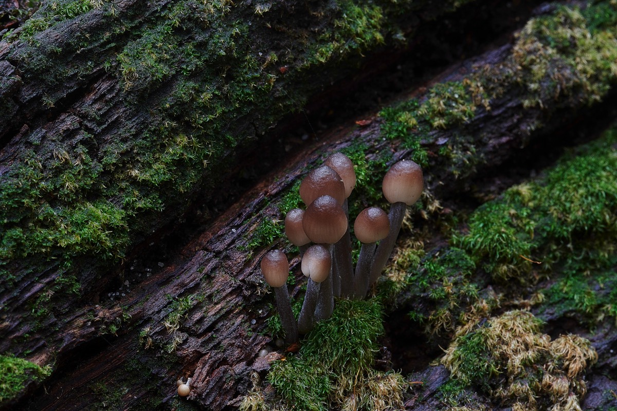 Clustered Bonnet - Trowse Woods 26/10/20