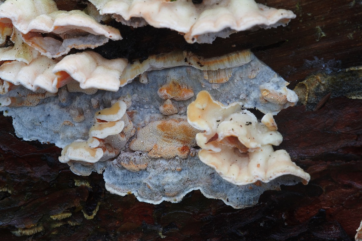 Crust Fungus Sp - Pigney