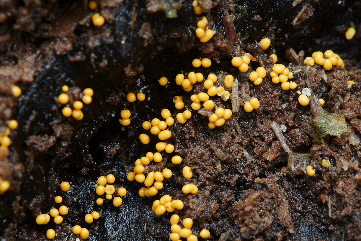 Slime Mold - Trowse Woods 26/10/20