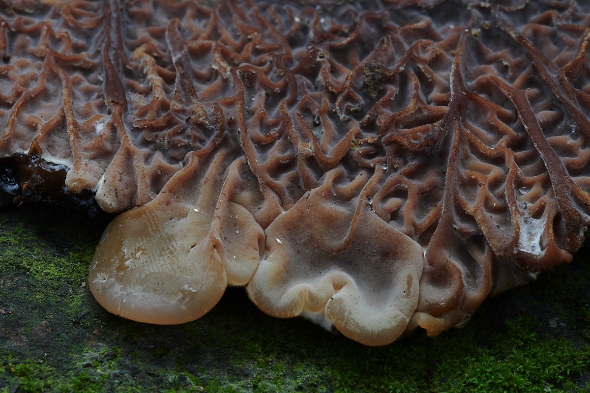 Tripe Fungus - Trowse Woods 26/10/20