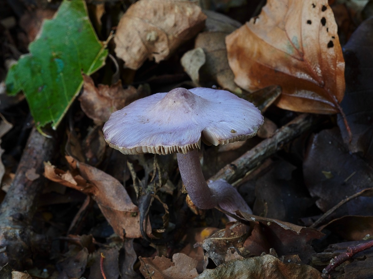 Lilac Leg Fibrecap - Little Plumstead 03/11/20